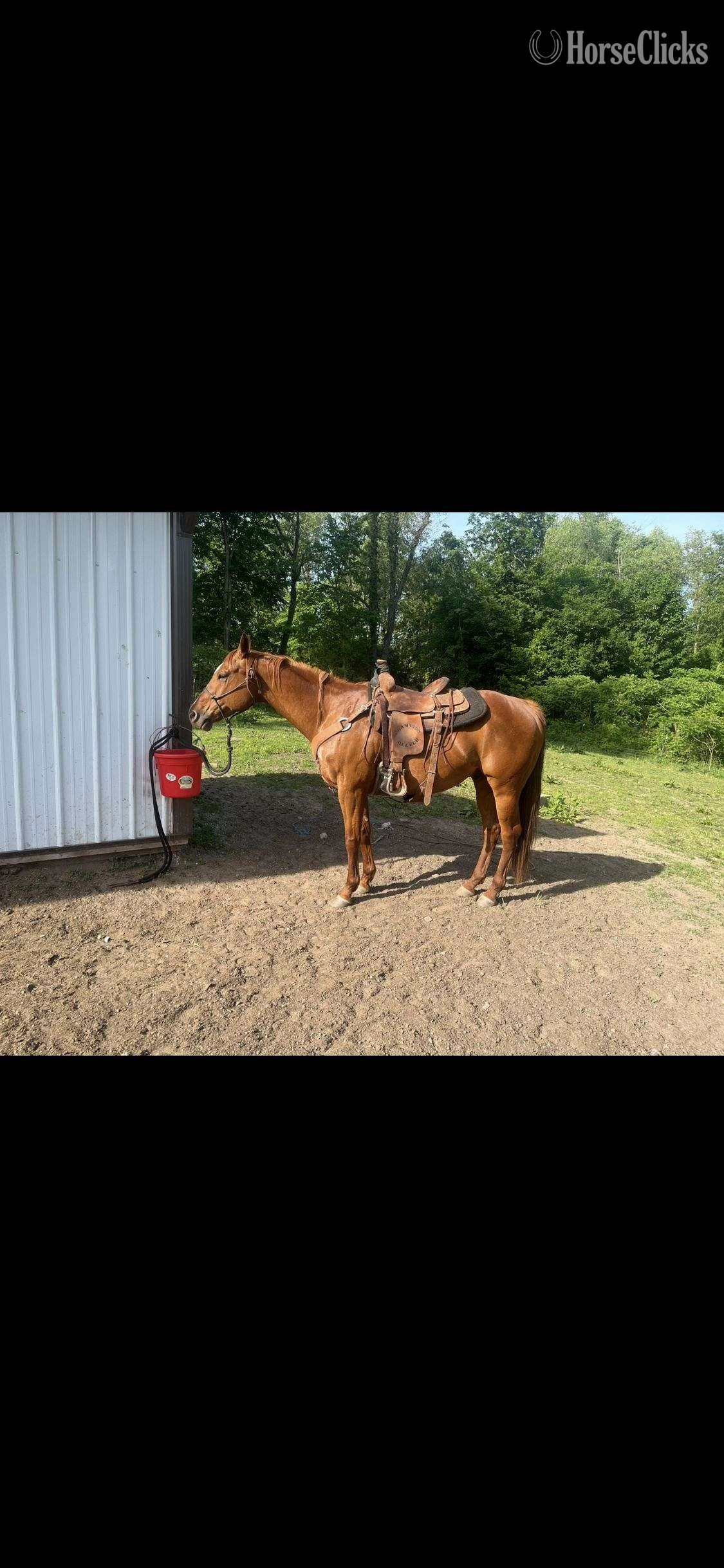 "Poncho" Bay Gelding Quarter Horse - Quarter Horse