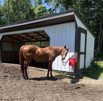 "Poncho" Bay Gelding Quarter Horse