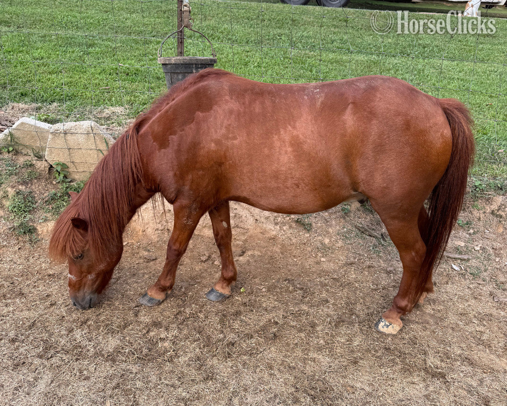 "Max" Sorrel Gelding Pony