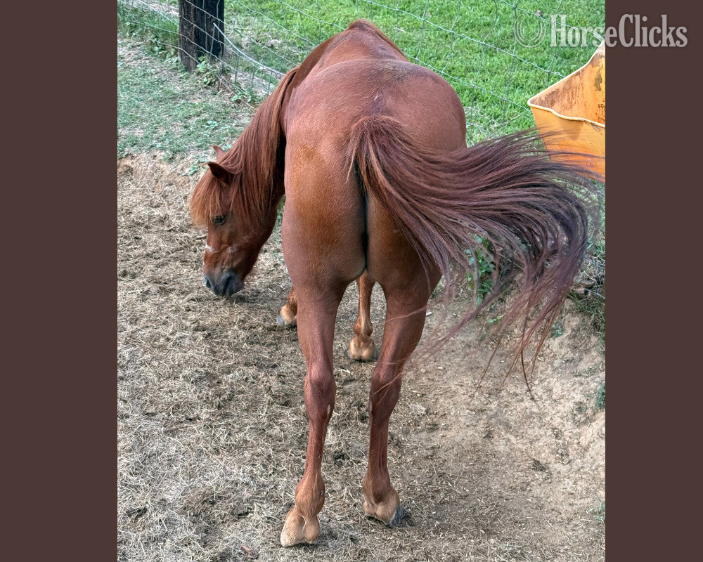 Tennessee "Max" Sorrel Gelding Pony