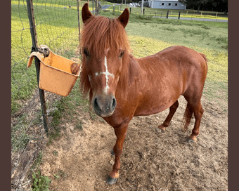 "Max" Sorrel Gelding Pony