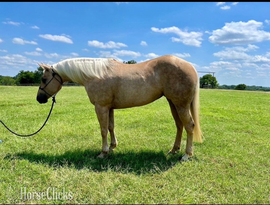 "National M Treasure" Palomino Mare Quarter Horse in Texas