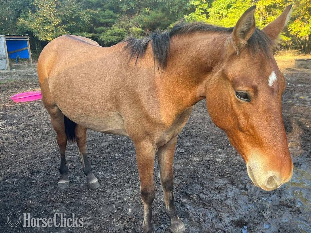 "Bim" Dun Gelding Quarter Horse in Missouri