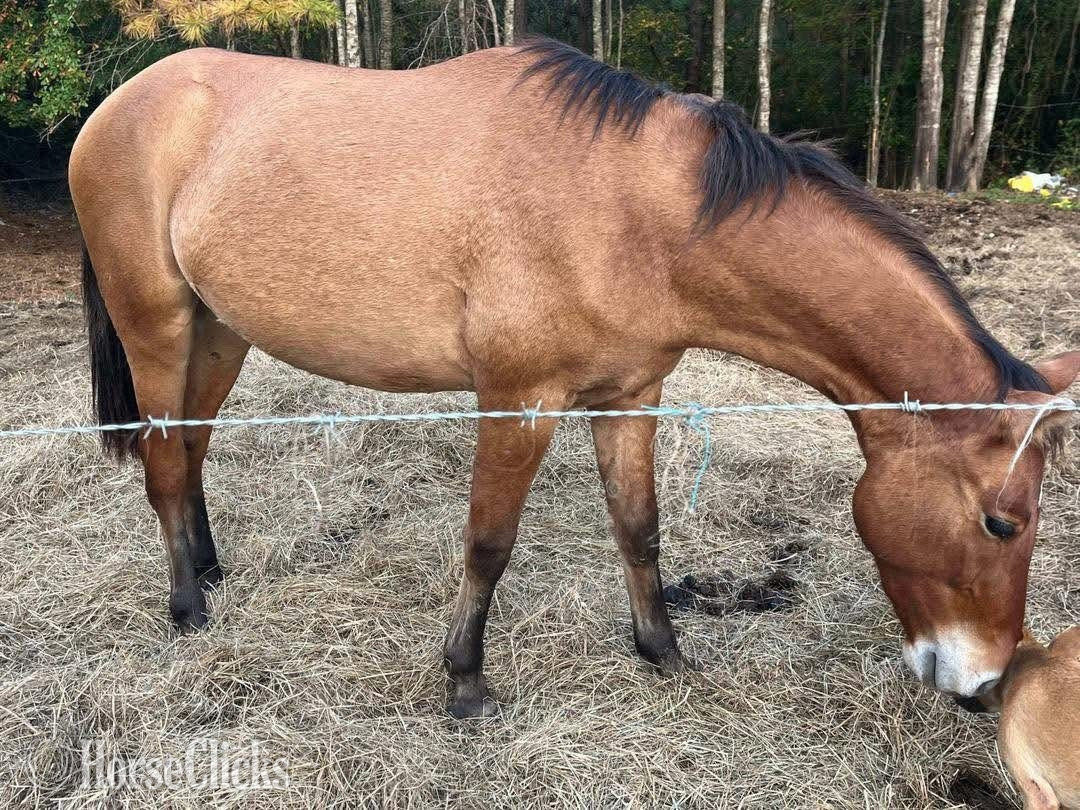 "Bim" Dun Gelding Quarter Horse