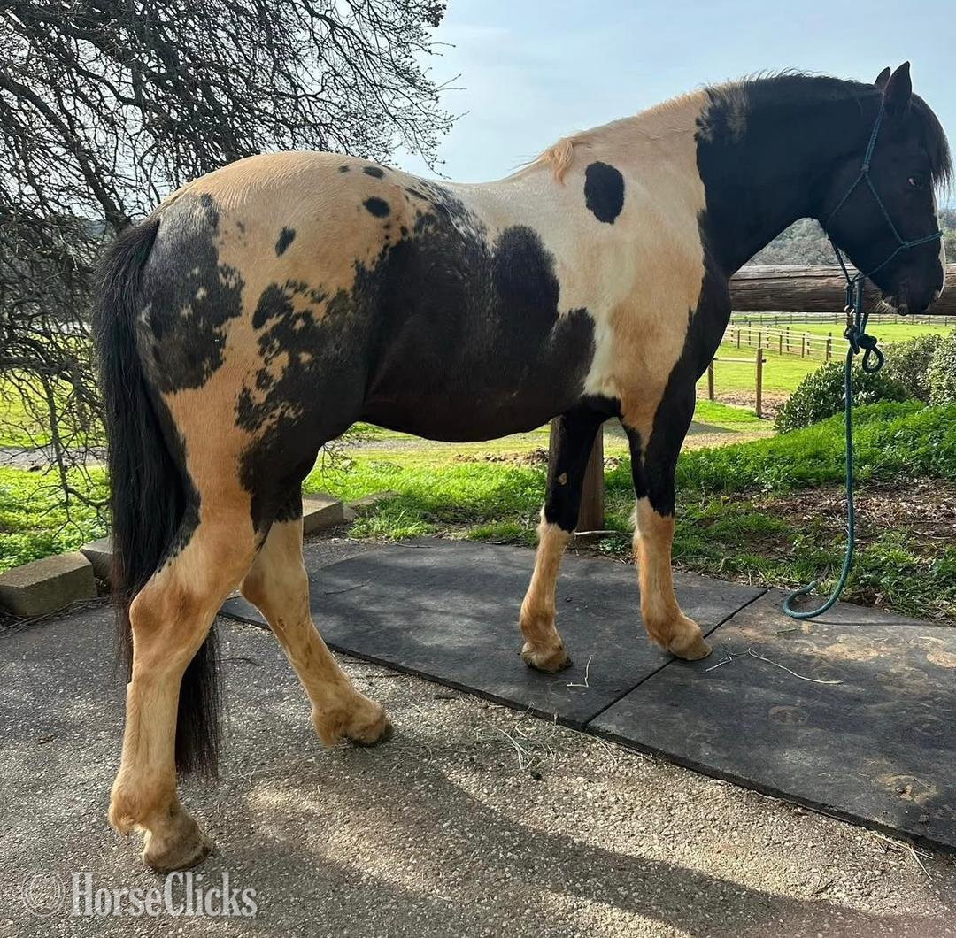 "AJ" Black Gelding Kentucky Mountain in New York