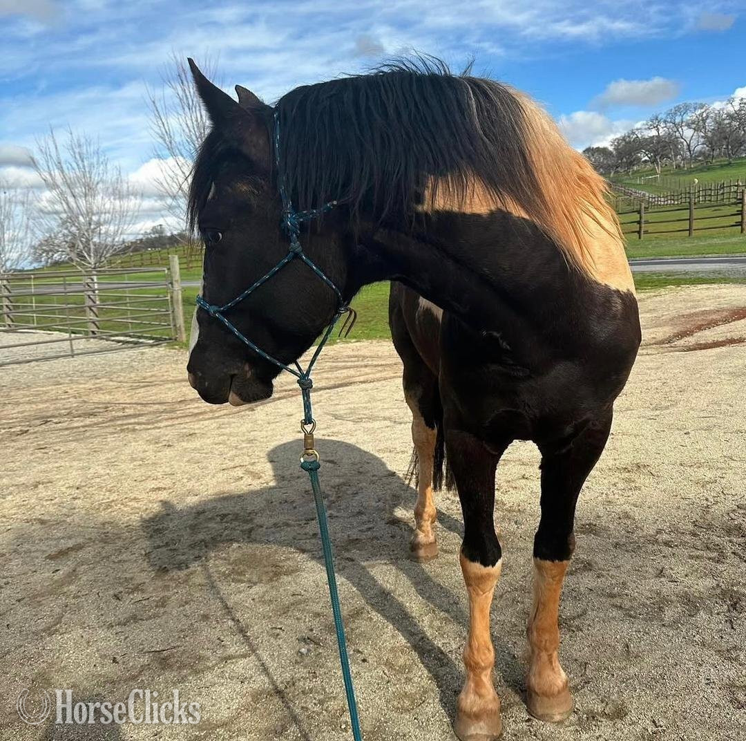 New York "AJ" Black Gelding Kentucky Mountain