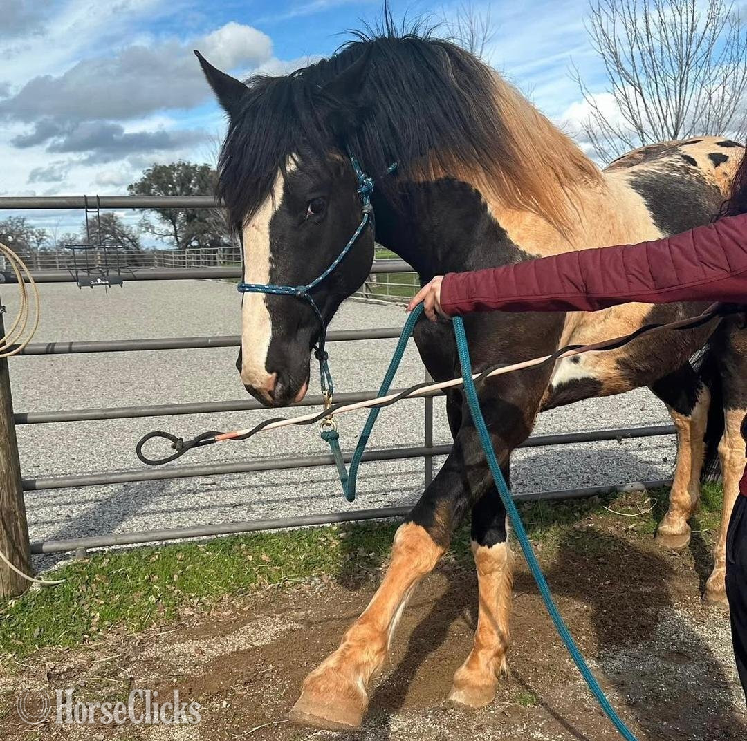 "AJ" Black Gelding Kentucky Mountain - Kentucky Mountain in New York