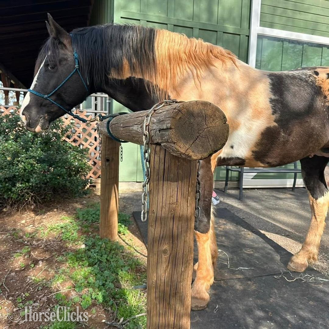 "AJ" Black Gelding Kentucky Mountain - Kentucky Mountain