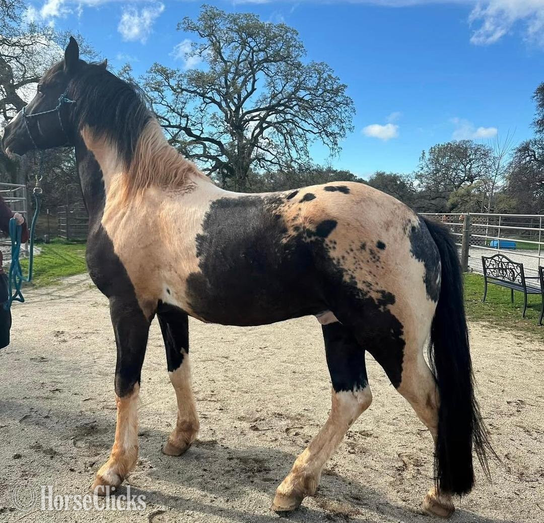 "AJ" Black Gelding Kentucky Mountain New York