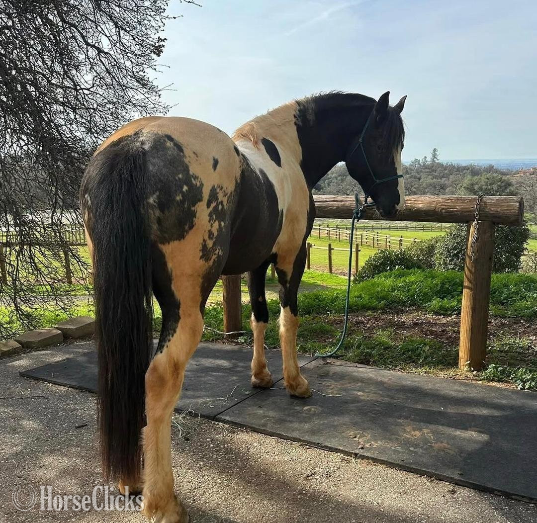 Kentucky Mountain - "AJ" Black Gelding Kentucky Mountain in New York
