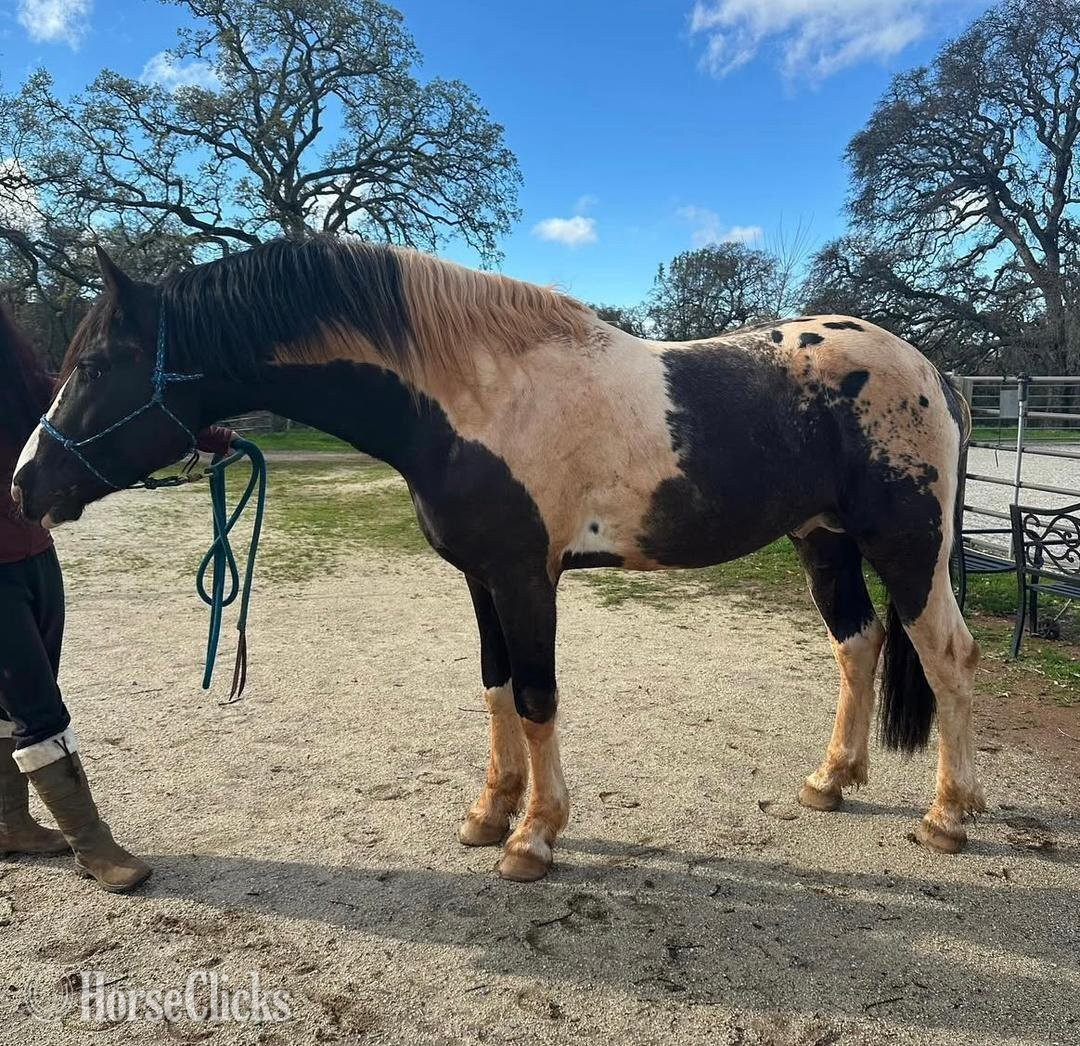 Kentucky Mountain - "AJ" Black Gelding Kentucky Mountain