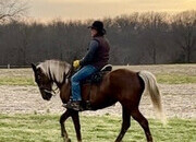 "Bella" Chocolate Filly Rocky Mountain