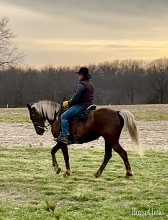"Bella" Chocolate Filly Rocky Mountain