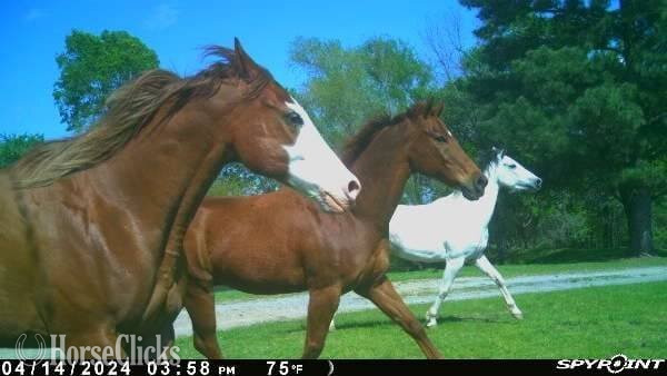 "Zippin On Up" Sorrel Gelding Paint
