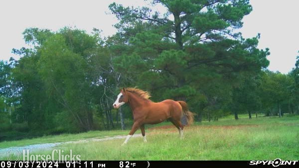 "Zippin On Up" Sorrel Gelding Paint - Paint in Oklahoma