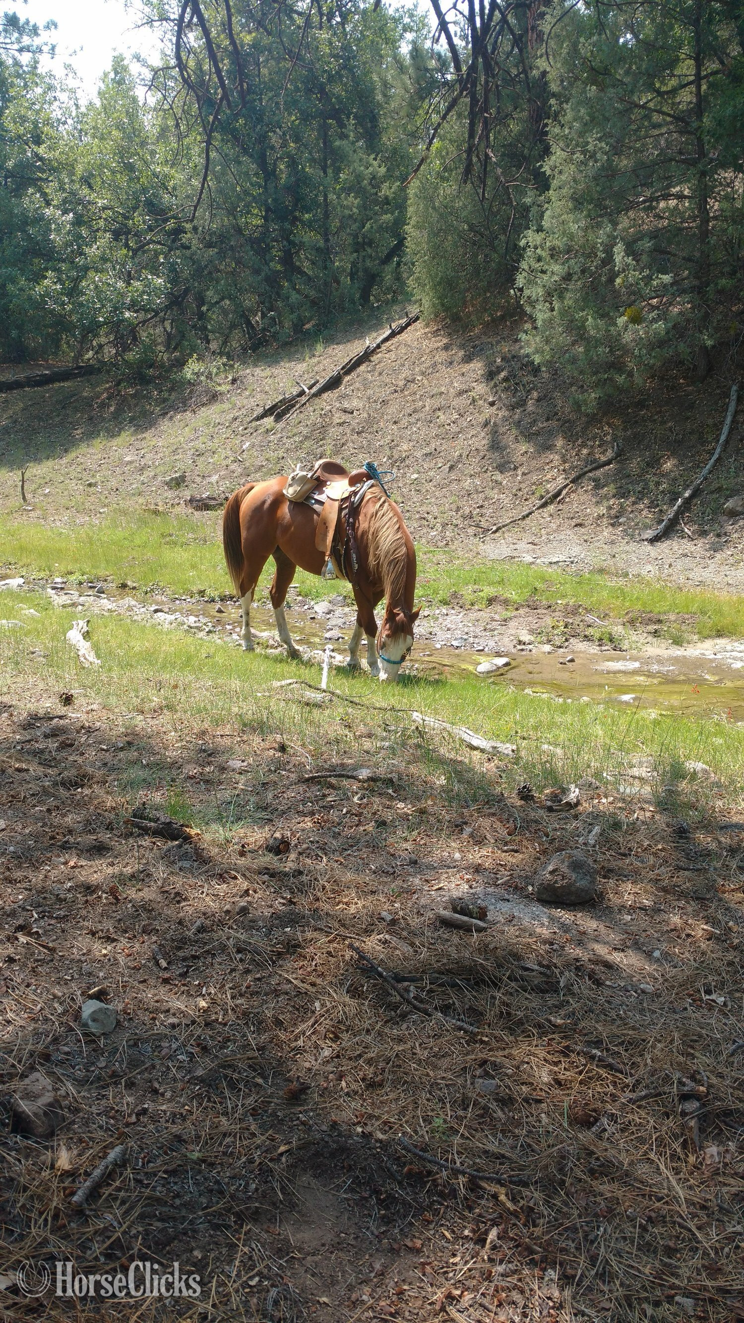 "Zippin On Up" Sorrel Gelding Paint Oklahoma