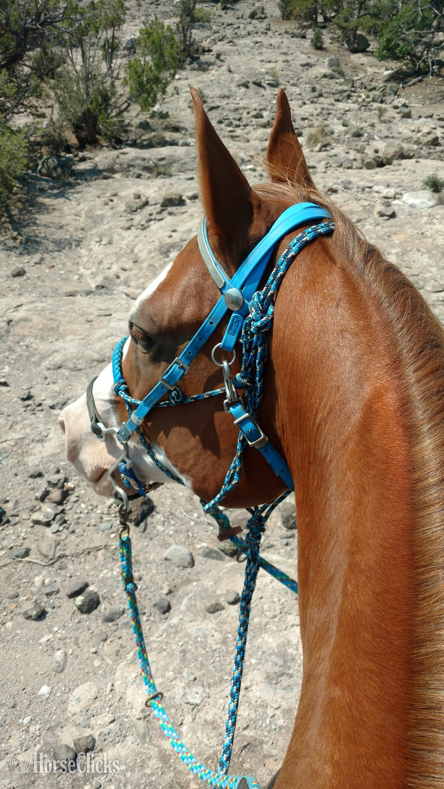 Paint - "Zippin On Up" Sorrel Gelding Paint