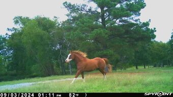 "Zippin On Up" Sorrel Gelding Paint