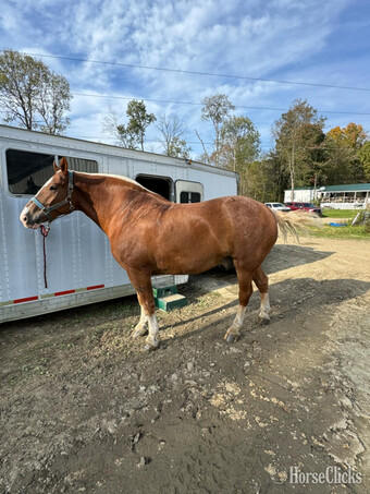 "Tex" Chestnut Gelding Belgian