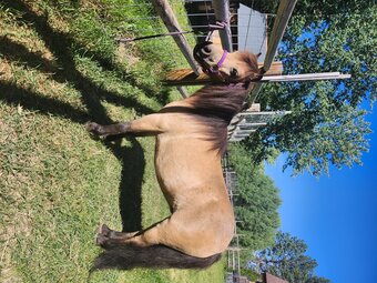 "Molly" Buckskin Mare American Miniature