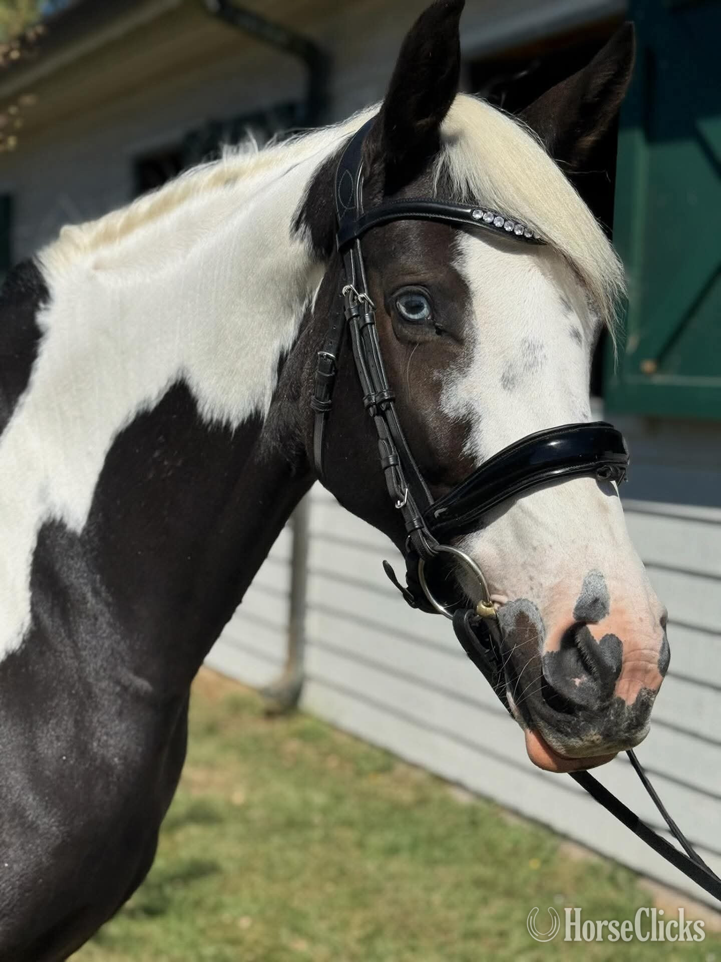 "Zarrie"  Mare Oldenburg in California