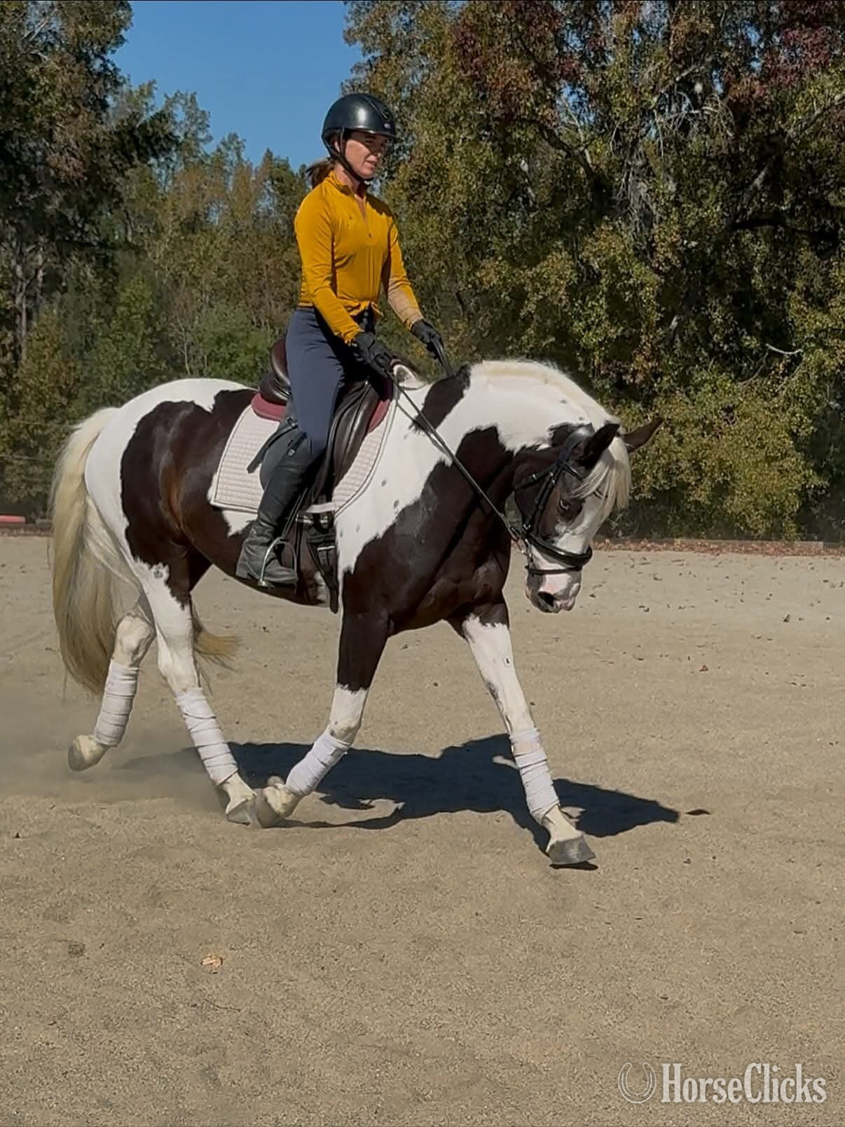 California "Zarrie"  Mare Oldenburg