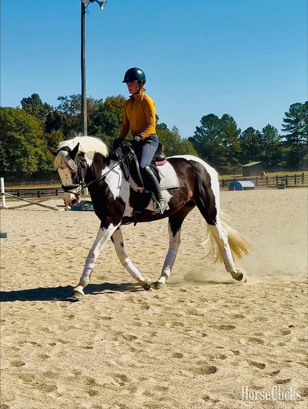 "Zarrie"  Mare Oldenburg - Oldenburg in California