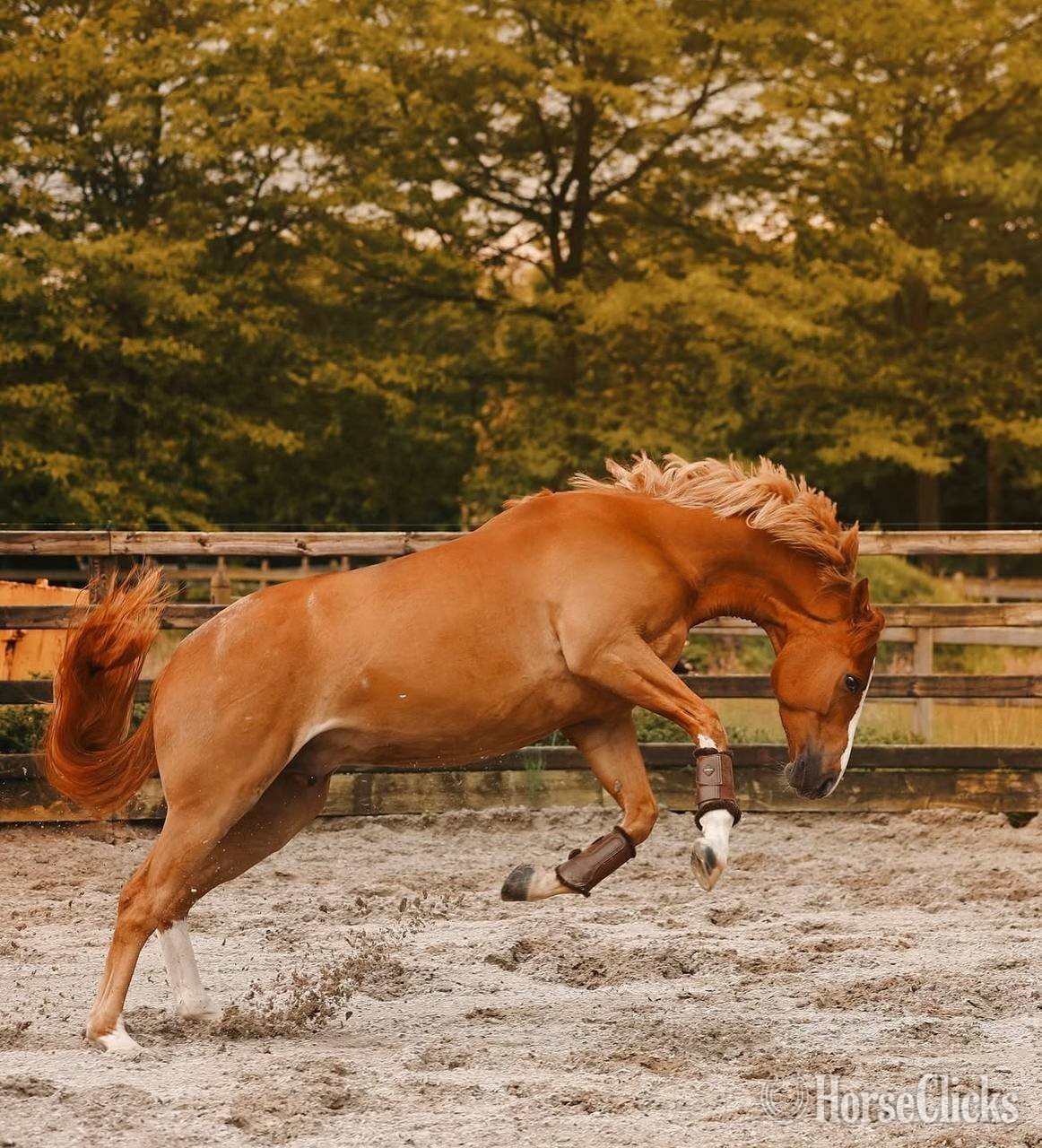 "EMERSON" Chestnut Gelding Quarter Horse