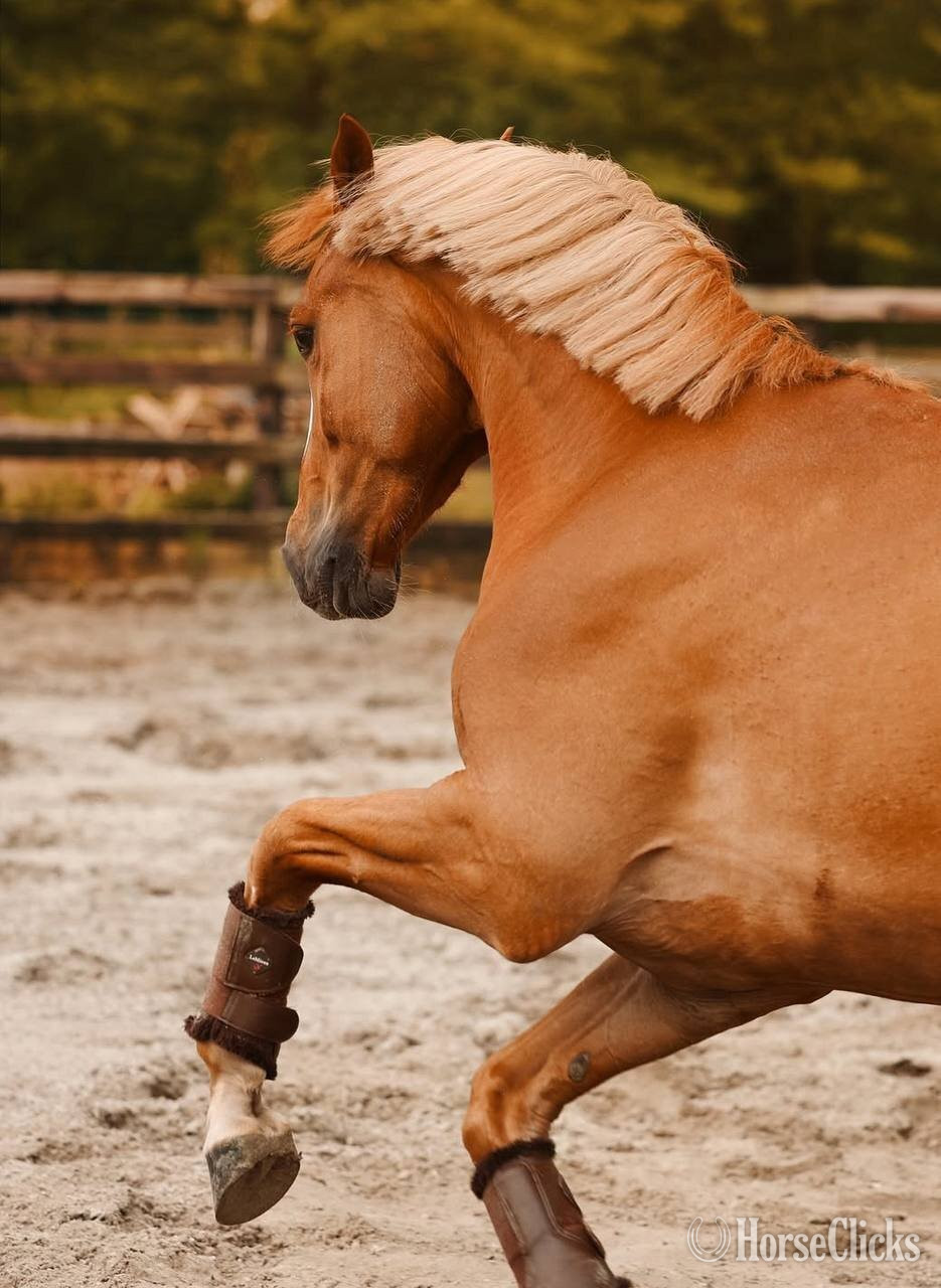 Texas "EMERSON" Chestnut Gelding Quarter Horse