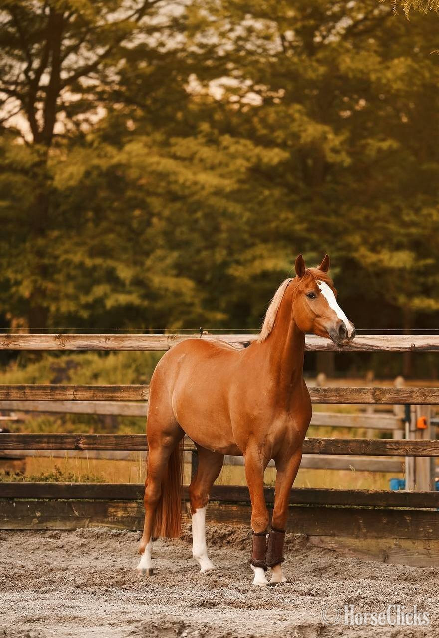 "EMERSON" Chestnut Gelding Quarter Horse - Quarter Horse in Texas