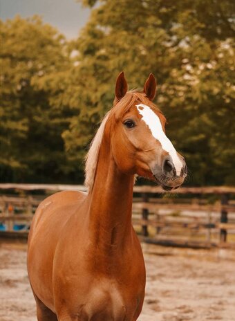 "EMERSON" Chestnut Gelding Quarter Horse