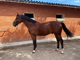 "Solstice" Mare Holsteiner