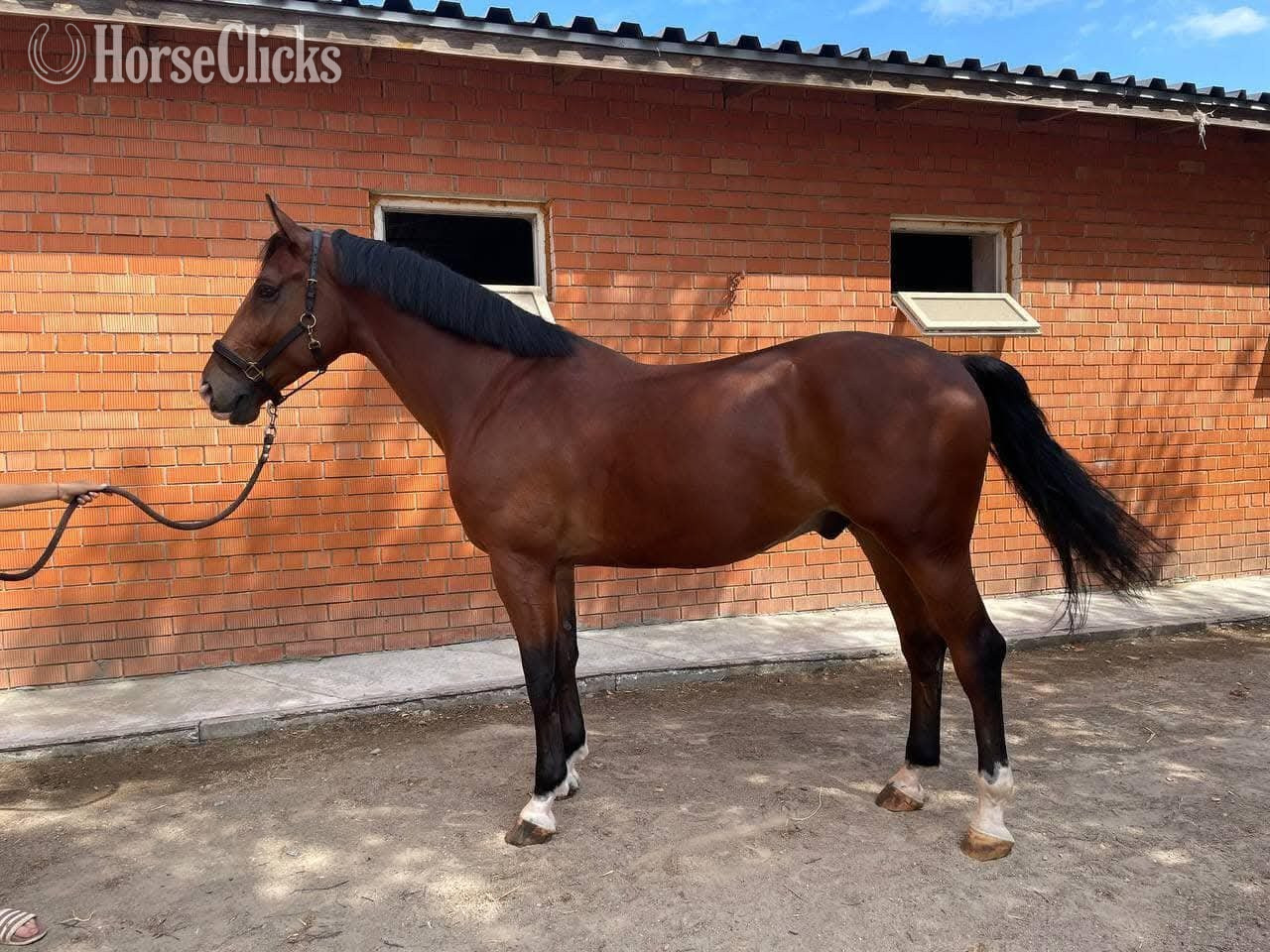 "Solstice"  Mare Holsteiner in Florida