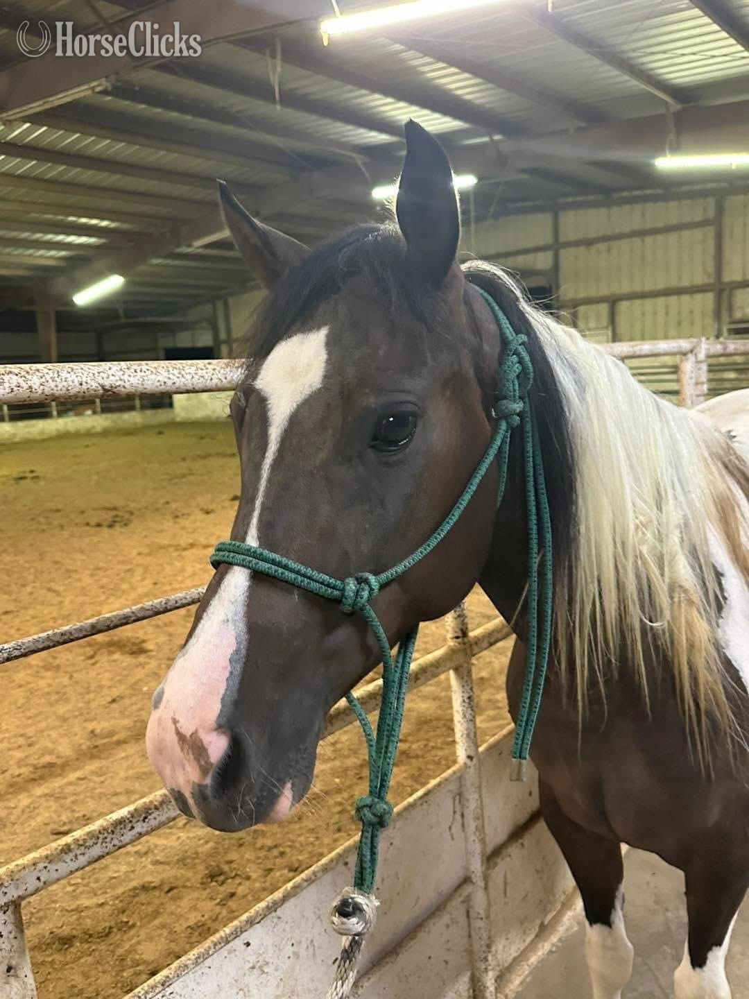 "Molly " Pinto Mare Quarter Horse in Missouri