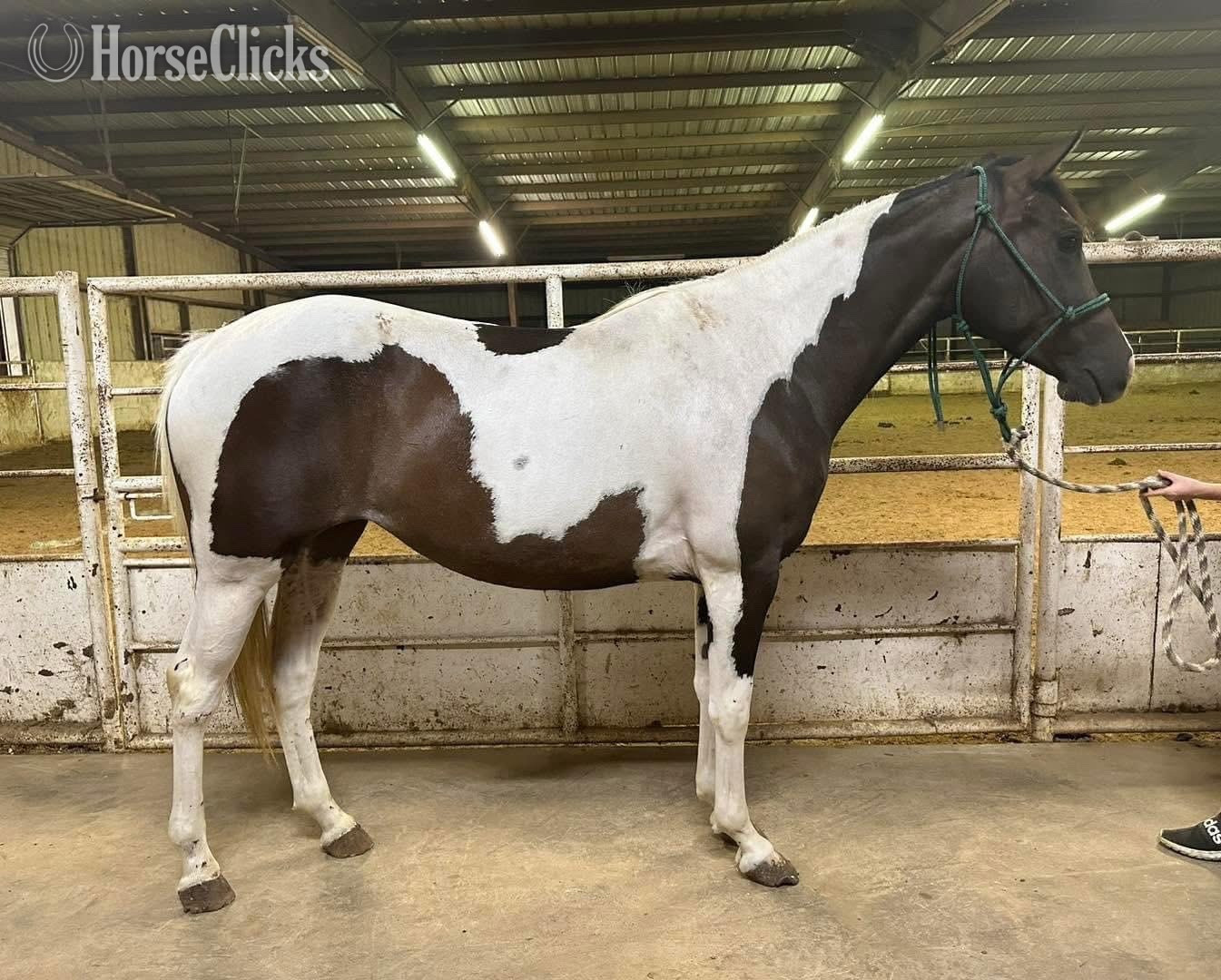 "Molly " Pinto Mare Quarter Horse