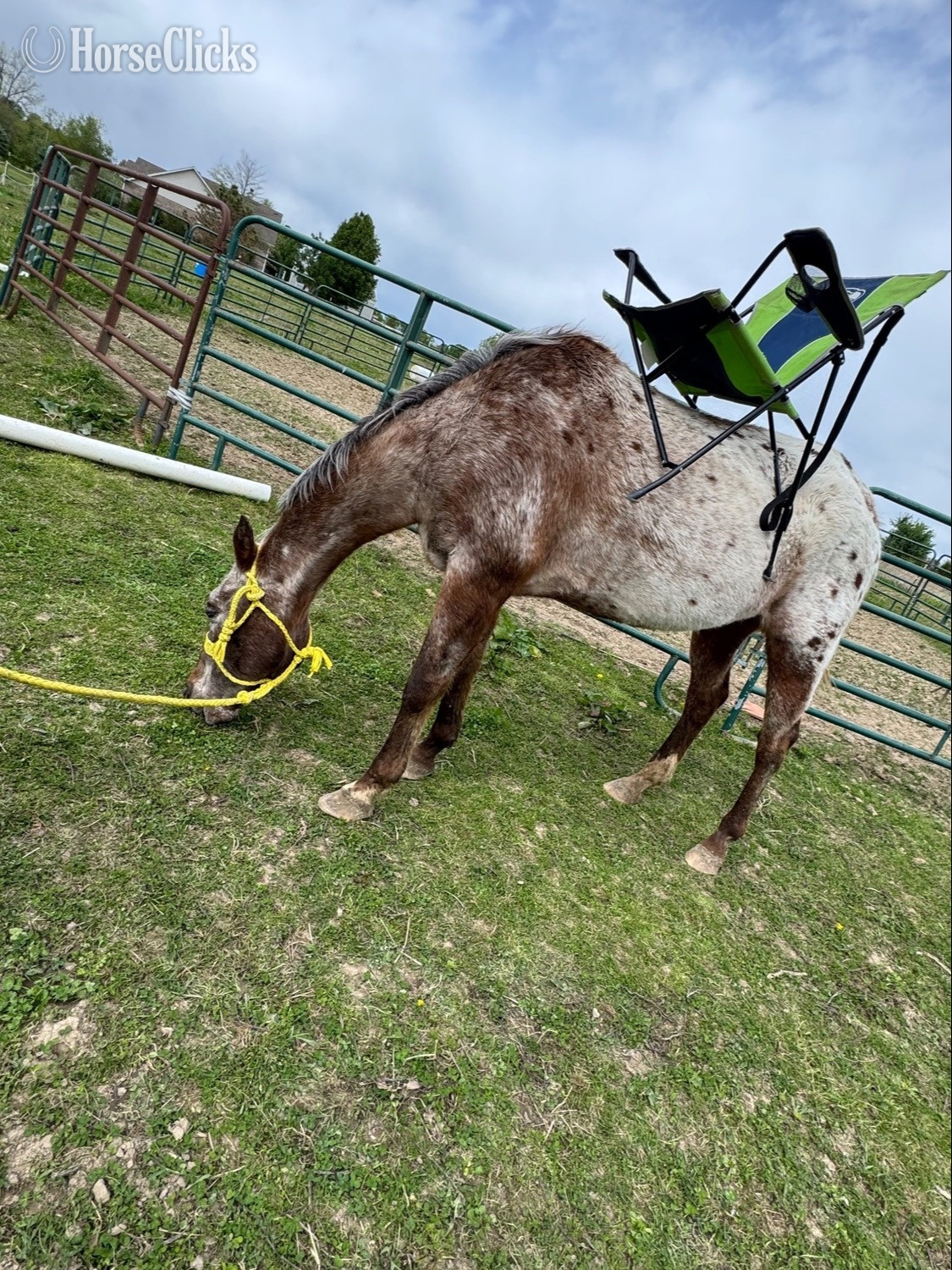 "Appy"  Gelding Appaloosa in Indiana