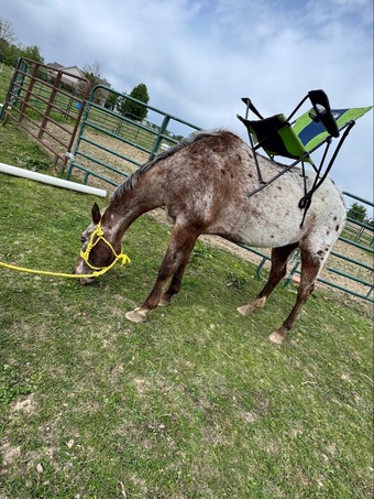 "Appy" Gelding Appaloosa