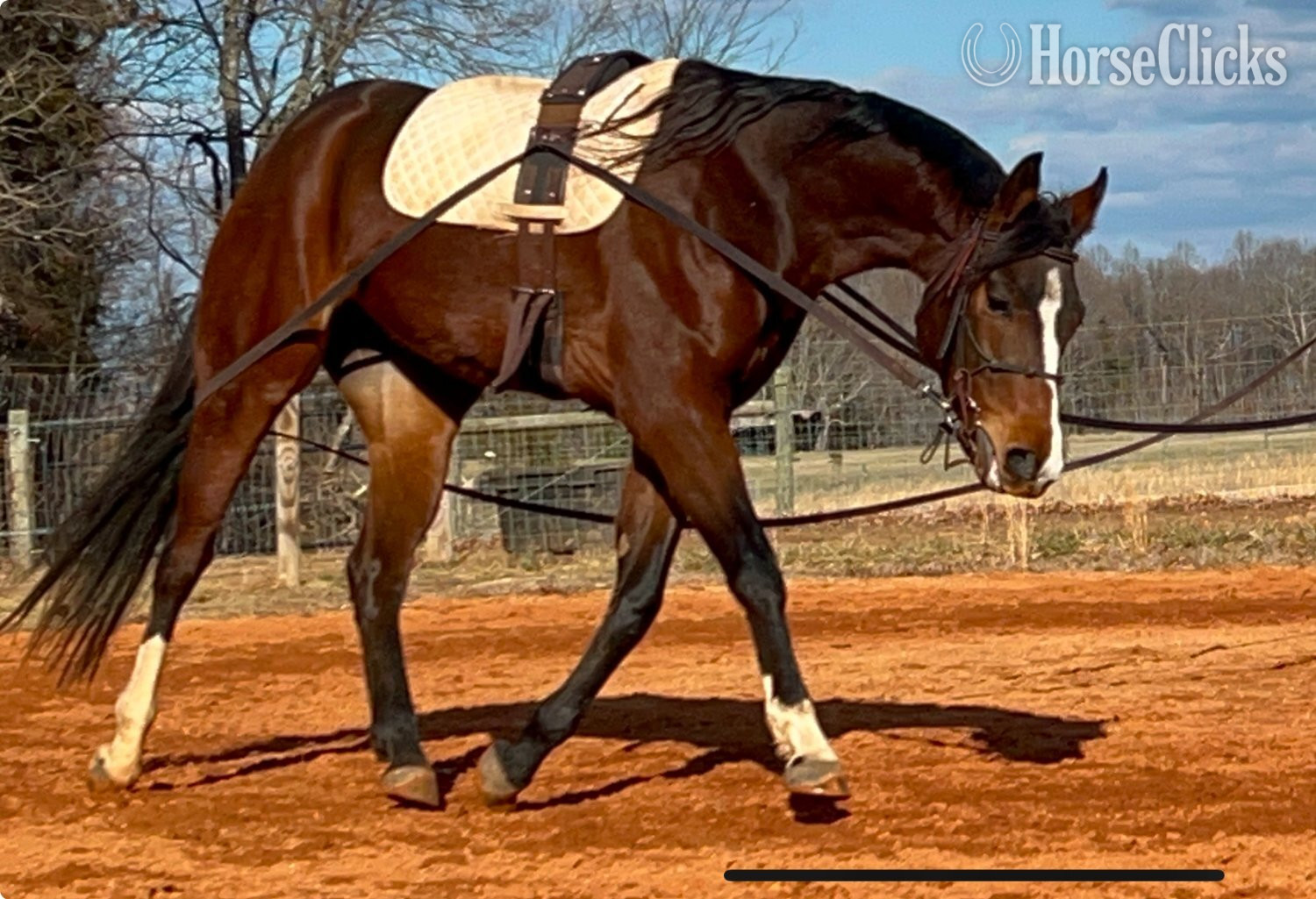 "Hot Iron Potential" Bay Filly Quarter Horse in Virginia