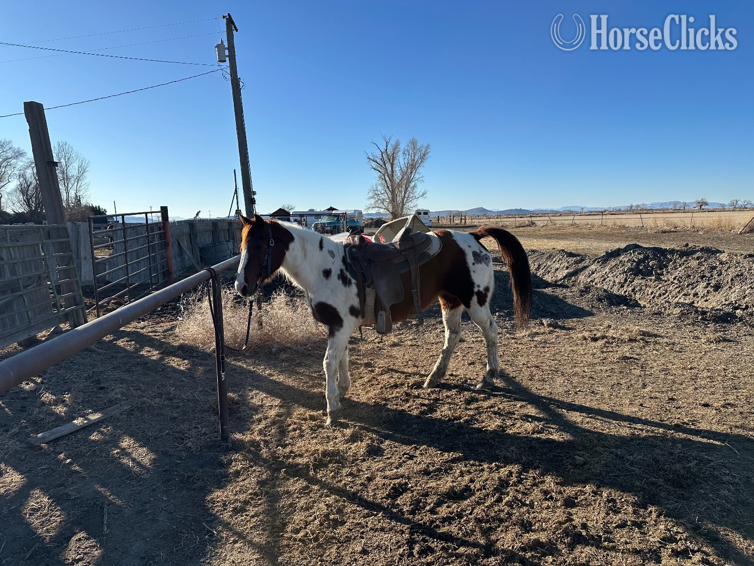 Nevada "Felicia" Pinto Mare Quarter Horse