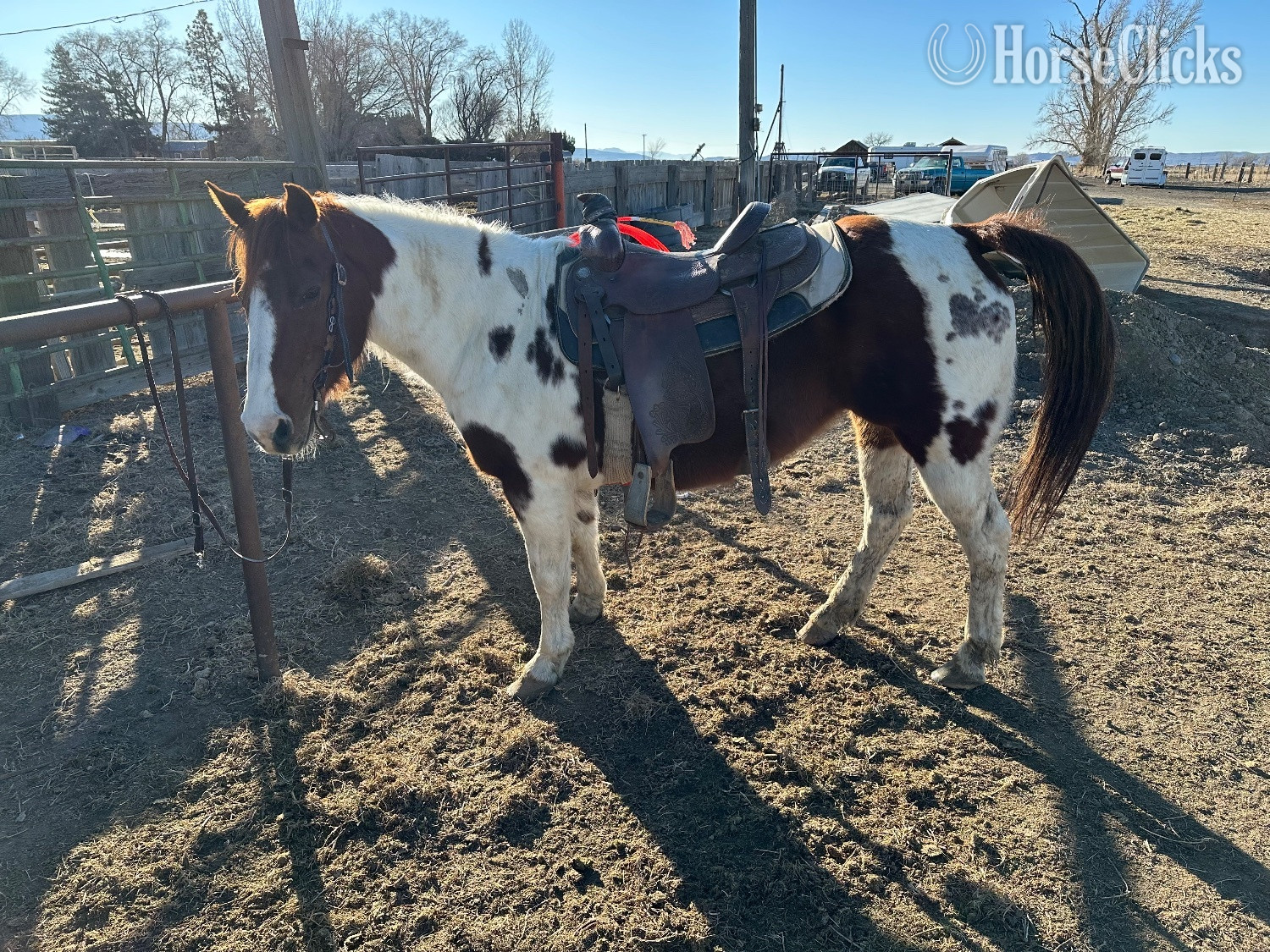 "Felicia" Pinto Mare Quarter Horse - Quarter Horse in Nevada