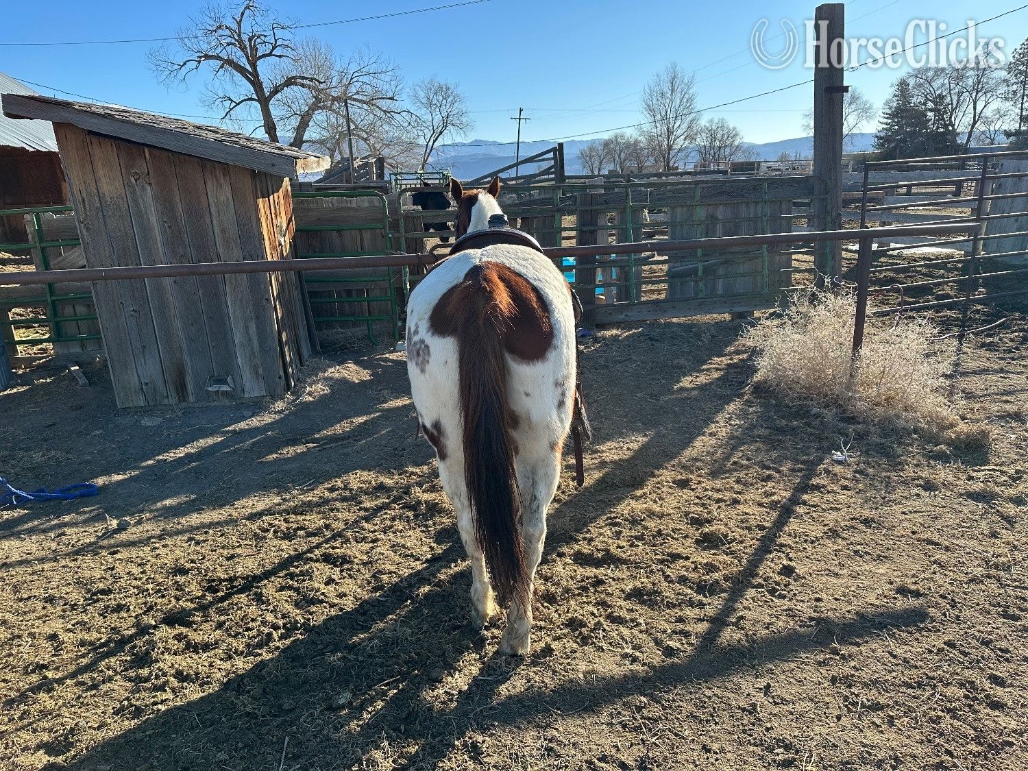 "Felicia" Pinto Mare Quarter Horse - Quarter Horse