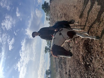 "Felicia" Pinto Mare Quarter Horse