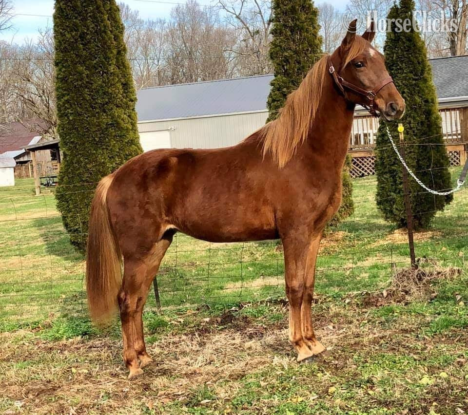 "Reba" Sorrel Mare Tennessee Walker in Minnesota