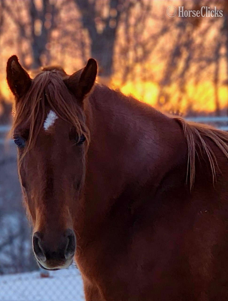 "Reba" Sorrel Mare Tennessee Walker