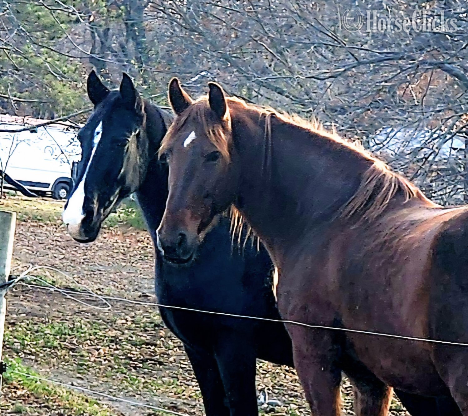 Minnesota "Reba" Sorrel Mare Tennessee Walker