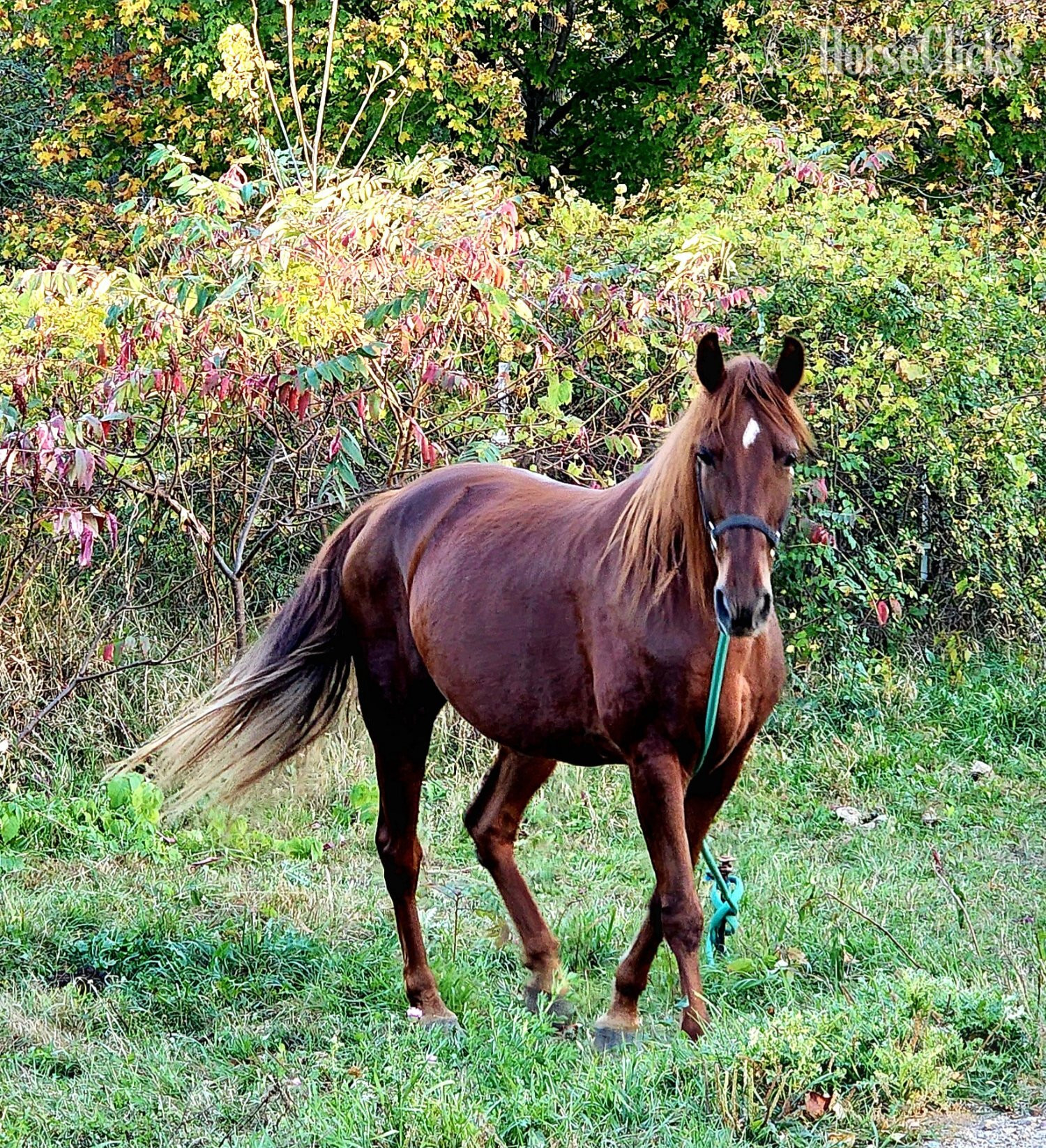 "Reba" Sorrel Mare Tennessee Walker - Tennessee Walker in Minnesota