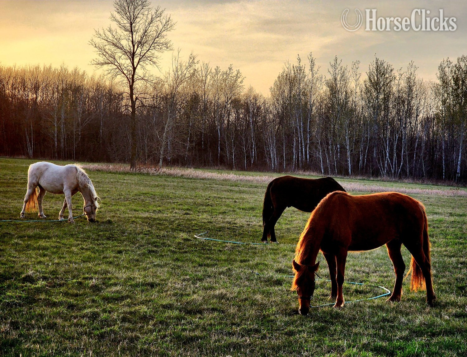 "Reba" Sorrel Mare Tennessee Walker Minnesota