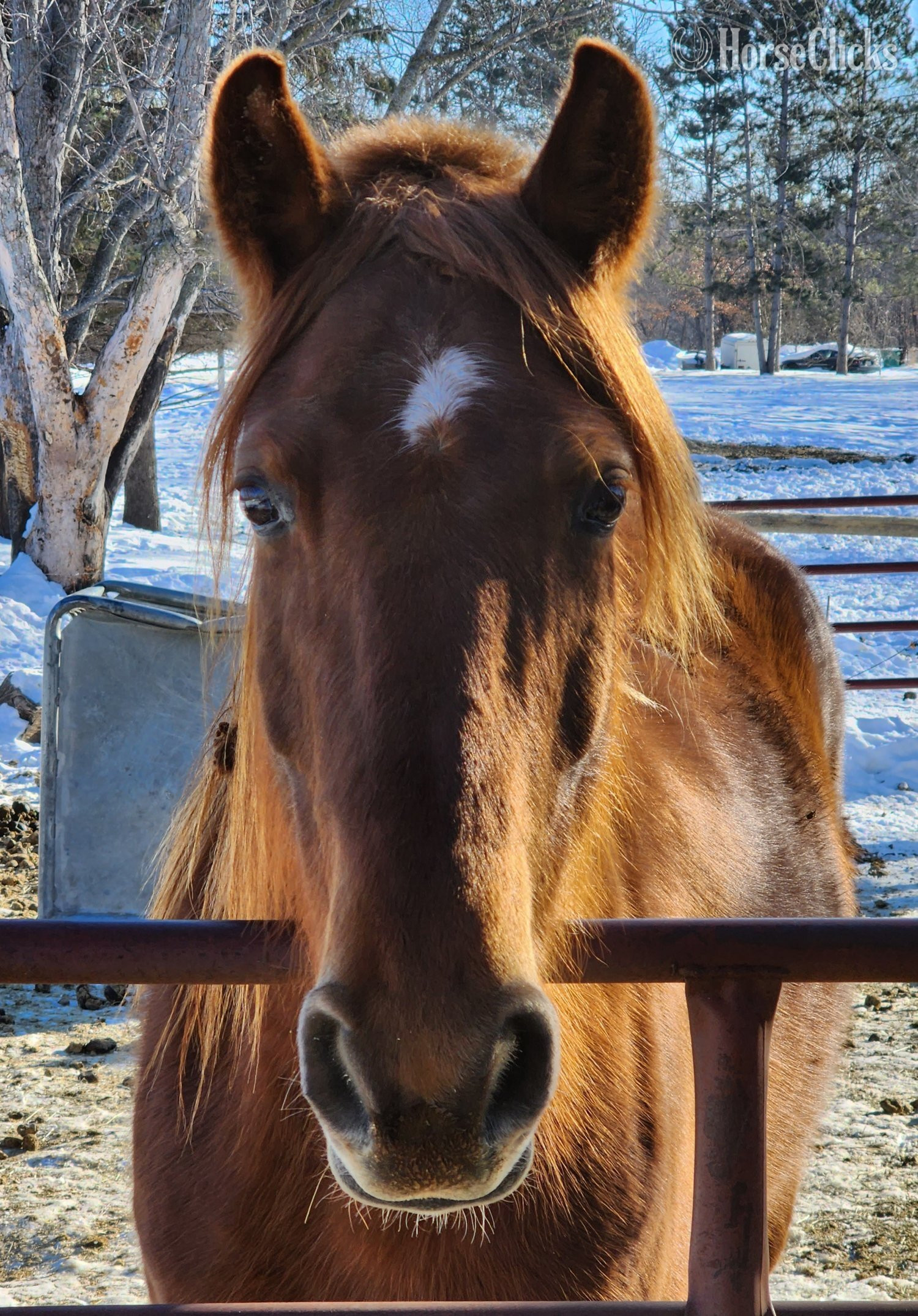 Tennessee Walker - "Reba" Sorrel Mare Tennessee Walker in Minnesota