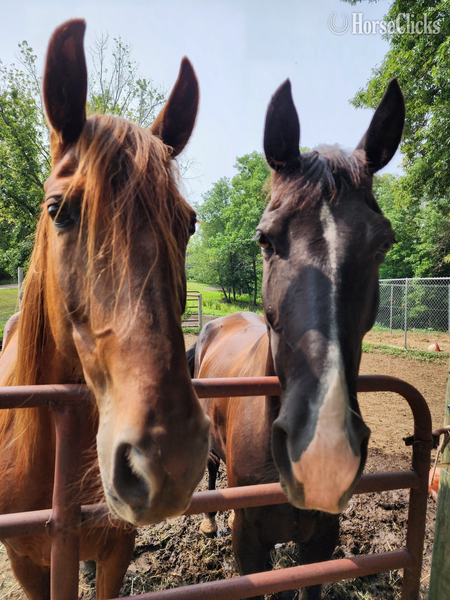 Tennessee Walker - "Reba" Sorrel Mare Tennessee Walker