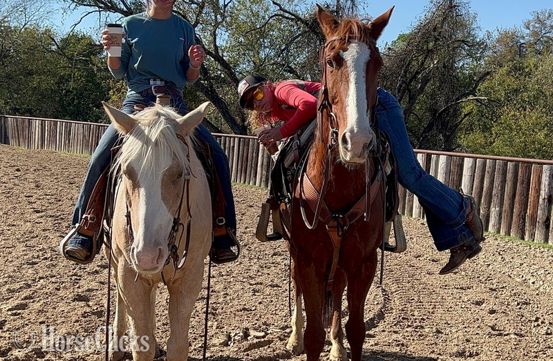 "Root" Chestnut Gelding Thoroughbred - Thoroughbred in Texas